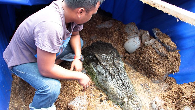 Yli 6-metrinen Lolong-krokotiili on kuollut Filippiineillä. Lolong tunnettiin maailman suurimpana krokotiilina.