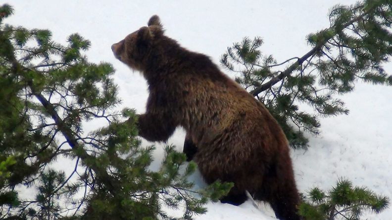 Sveitsissä ammuttiin viimeinenkin luonnossa elänyt karhu 20.2.2013.