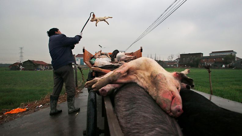 Joesta poimitut kuolleet siat toimitetaan hävitettäviksi Shanghain ulkopuolella. 