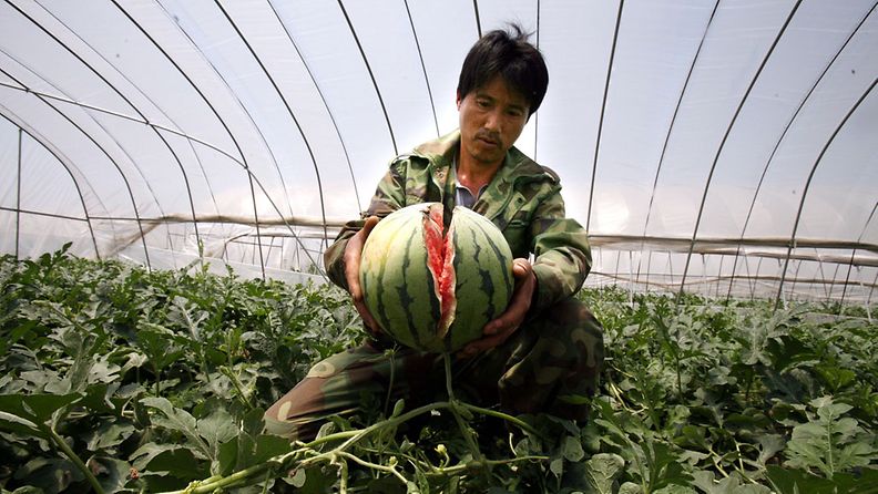 Kiinan vesimelonit räjähtelevät kemikaalien vuoksi. EPA