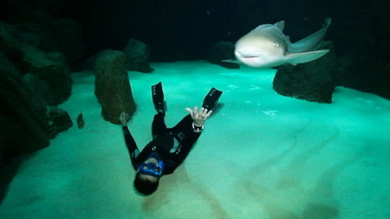 Vapaasukeltaja Pierre Frolla nautti uinnistaan haiden kanssa.