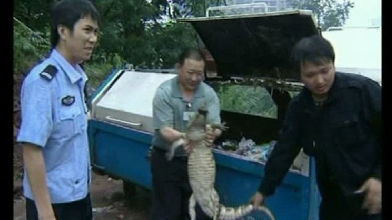 Kiinalainen alligaattori löytyi roskalavalta
