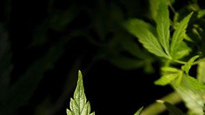 Kannabis-kasvi