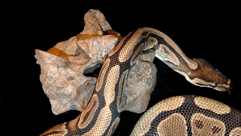 Maailman pisin käärme, Titanoboa. Kuva: EPA