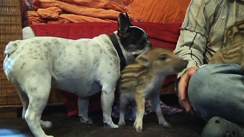 Ranskanbulldoggi Baby hoivaa villisianporsaita. 