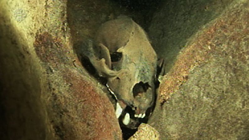 Noin 11 000 vuotta vanha karhun pääkallo vedenalaisessa luolassa Meksikossa. 
