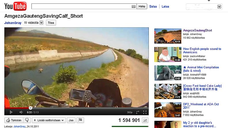 Enduropyöräilijä pelastaa vasikan You Tubeen lataamassaan videossa.