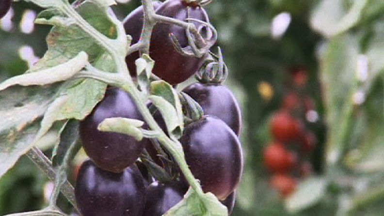 Israelissa on kehitetty musta tomaatti.