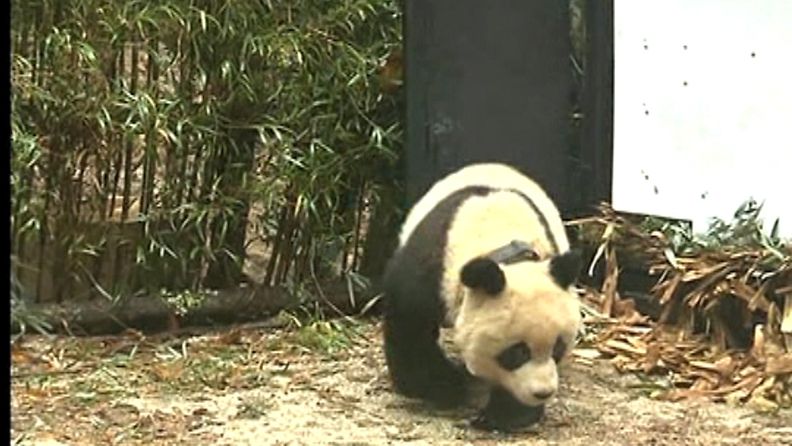 Taotao-panda epäröi hiukan metsään menemistä vapauttamisensa jälkeen.