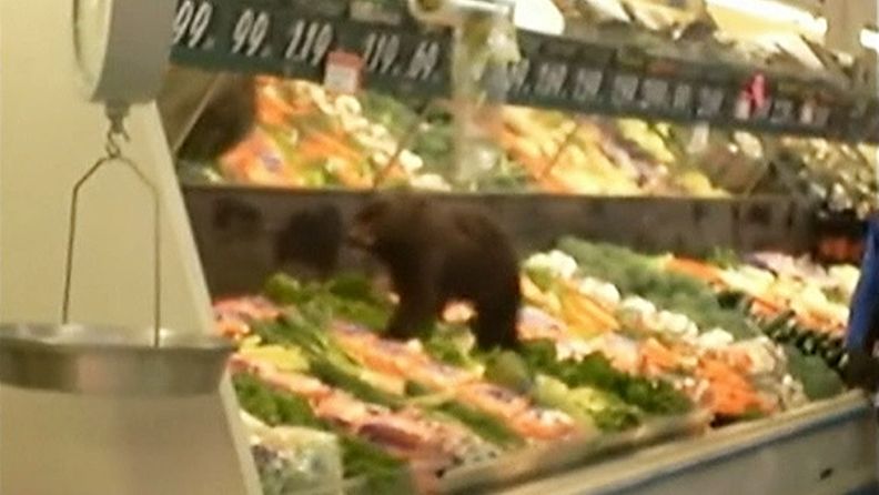 Karhunpentu eksyi ruokakauppaan Alaskassa.