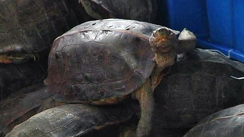 Thaimaassa takavarikoitujen eläinten joukossa oli muun muassa 717 kilpikonnaa.