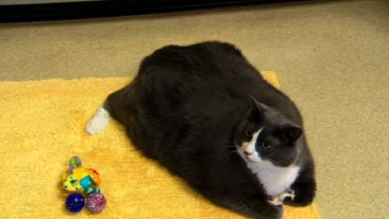 12,7 kilon painoinen Walter tarvitsee liikuntaa.