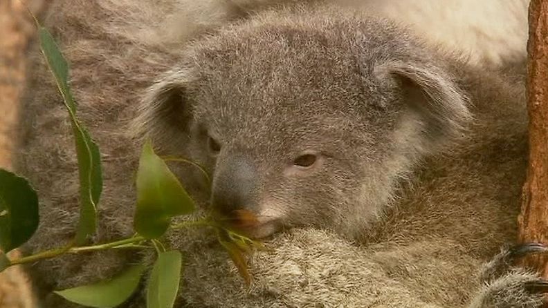 Koalavauva totuttelee eukalyptuksen lehtiin. 