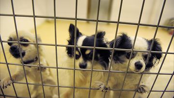Nämä chihuahuat viettivät aikaa koirahoitolassa 19. maaliskuuta 2012.