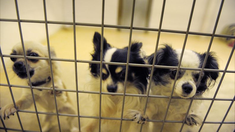 Nämä chihuahuat viettivät aikaa koirahoitolassa 19. maaliskuuta 2012.