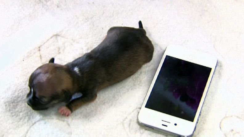 Beyonce-koira on kolmiviikkoisena iPhonen kokoinen.