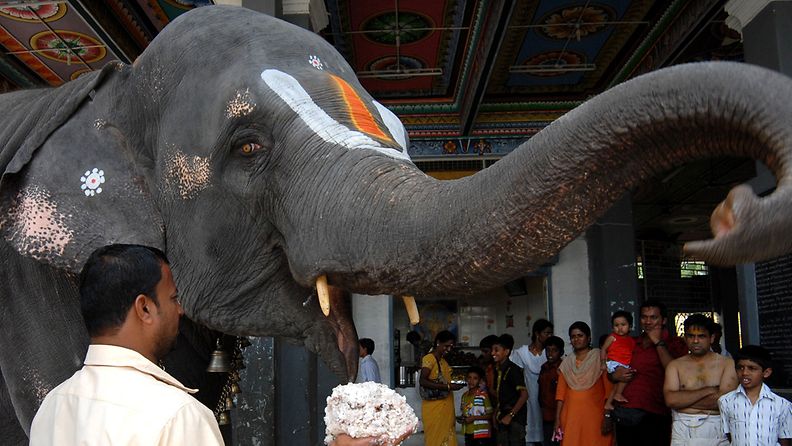 Intiassa väsähtäneet temppelinorsut päästetään vuosittain lomalle viidakkoon.
