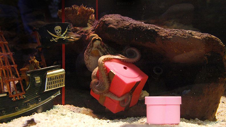 Jakki-meritursas on saanut ensimmäisen joululahjansa Sea Lifessa. 