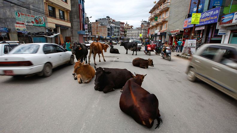 Nepalin liikennepoliisin mukaan tiellä loikoilevat lehmät aiheuttavat suuren osan Katmandun liikenneonnettomuuksista. 