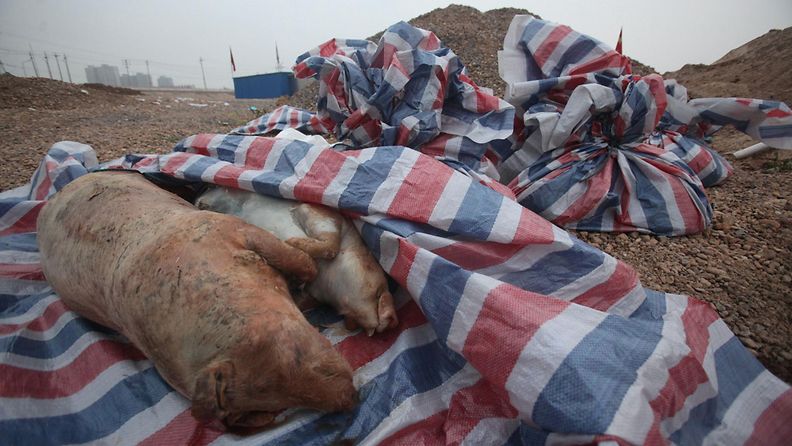 Kiinalaisjoesta löydettiin 157 kuollutta sikaa 19. maaliskuuta 2014.