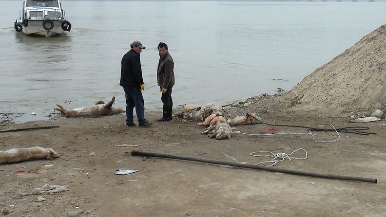 Ihmiset keräsivät kuolleita sikoja Gan-joesta Kiinassa 19. maaliskuuta 2014.