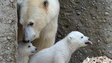 14. viikon ikäiset jääkarhukaksoset vierailivat ensi kertaa ulkona Münchenin eläintarhassa 19. maaliskuuta 2014.