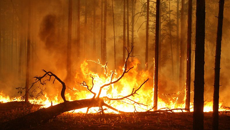Venäjällä on ollut torstaista alkaen tulessa tuhansia hehtaareja metsää. Kuva vuodelta 2010.