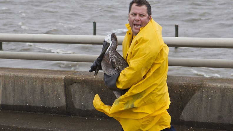 Pelastustyöntekijä pelastaa pelikaanin myrskyn kourista Isaac-myrskyn iskiessä Lousianan osavaltiossa. 