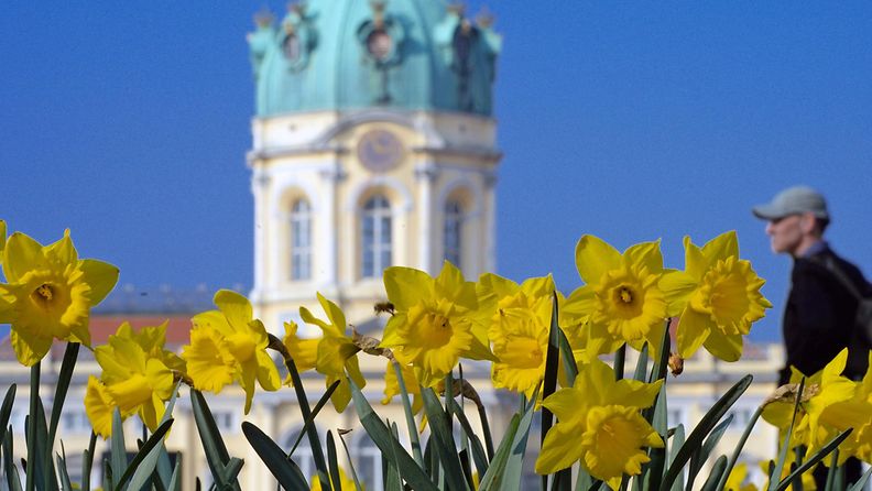 Keväistä kukkaloistoa Berliinissä Saksassa 29. maaliskuuta 2014.