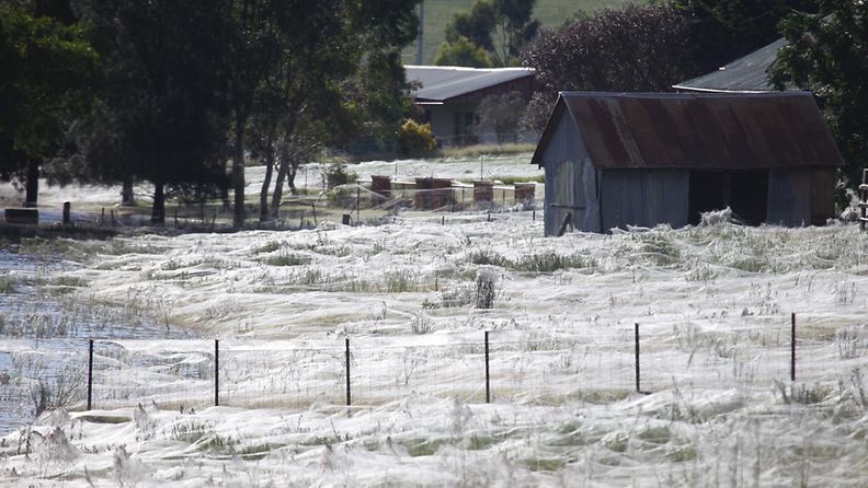 Hämähäkkien kutomat verkot ovat peittäneet paikoin maisemat täysin peittoon.