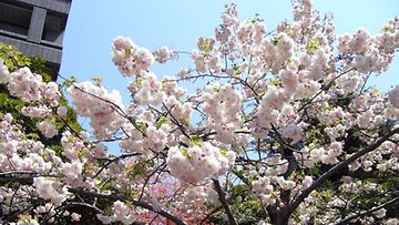 Kirsikkapuun kukkia Sendain kaupungissa vuonna 2006. Kuva: Sami Kuivasaari