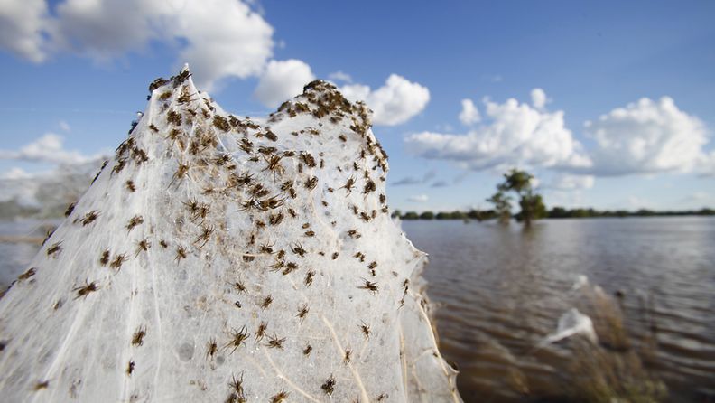 Ihmisten lisäksi myös hämähäkit ovat paenneet tulvia Australiassa.