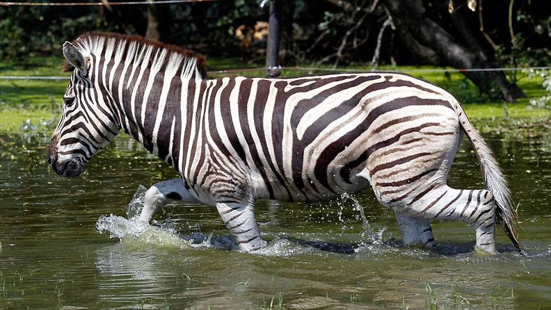 Myös Bangkokissa sijaitsevan Safari World-tarhan eläimet ovat kärsineet tulvavesistä.