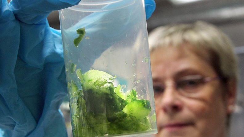 Kurkkua testataan rostockilaisessa laboratoriossa Saksassa ehec-bakteerin varalta.