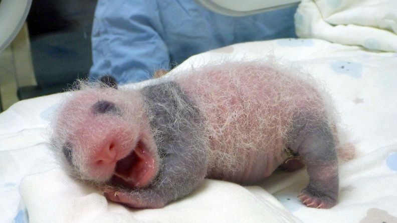 Tältä Taipein eläintarhassa syntynyt pandavauva näytti pari viikkoa sitten.