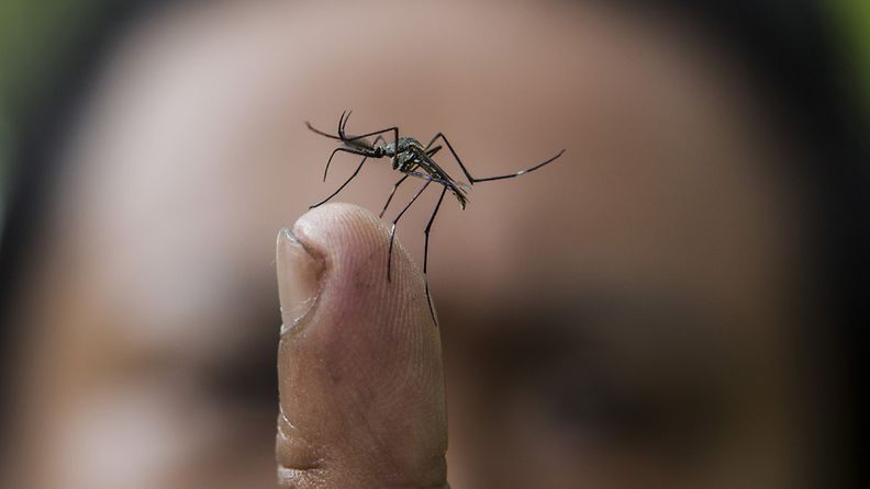 Dengue leviää hyttysten välityksellä.