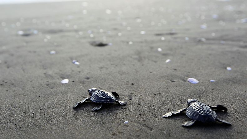 Filippiinit pelastivat kilpikonnia kiinalaisilta. Kuvan konna on kuvattu Indonesiassa lokakuussa.  