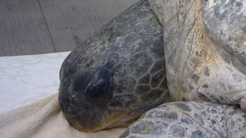 Satavuotias kilpikonnanaaras vapautettiin takaisin luontoon Australiassa.