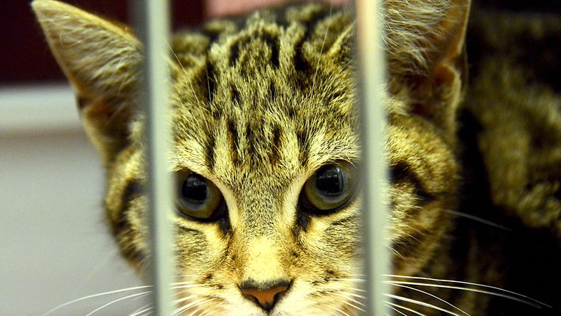 Kissa laitettiin telkien taa Brasiliassa. Kuvan kissa ei liity juttuun.