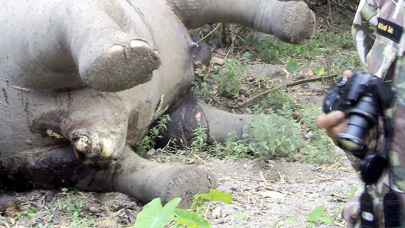 Salametsästäjän surmaama norsu. Kuva ei ole Tsadista.