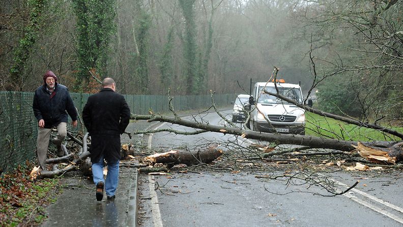 Kaatunut puu katkaisi liikenteen Cowfoldissa Länsi-Sussexissa Britanniaa 3.1.2012 moukaroineessa myrskyssä.