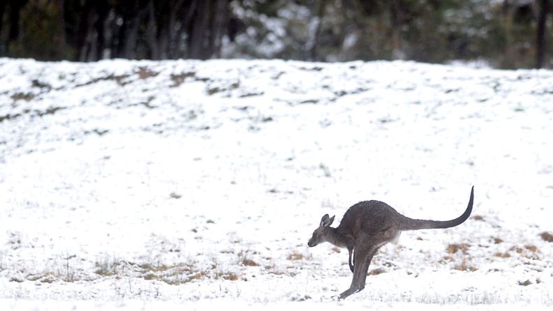 Kenguru loikkii lumessa lähellä Canberrab kaupunkia Australiassa 12.10.2012