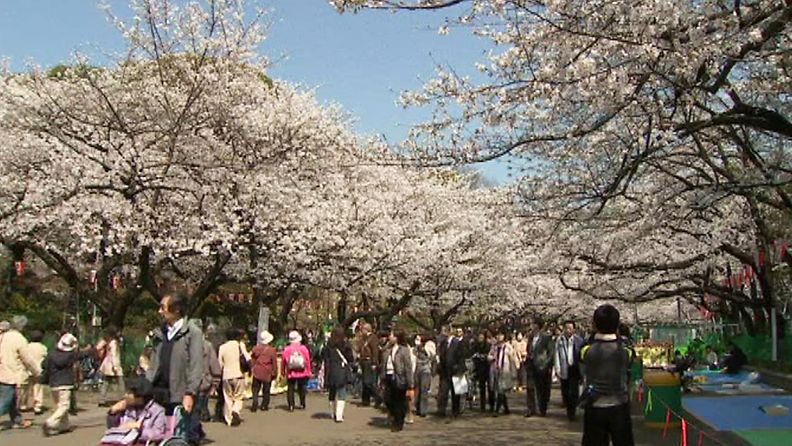 Kirsikkapuistot saivat tokiolaiset liikkeelle. 
