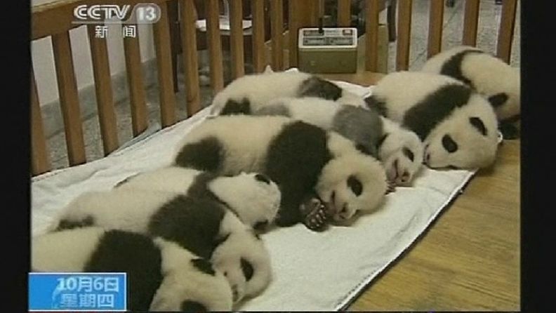 Pandan pentuja Kiinassa 6.10.2011.