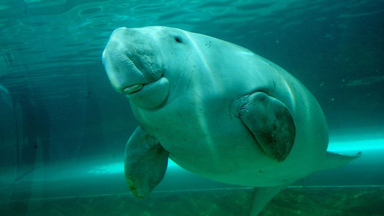 Mertensuojelualueesta hyötyy muun muassa dugongi eli merilehmä.