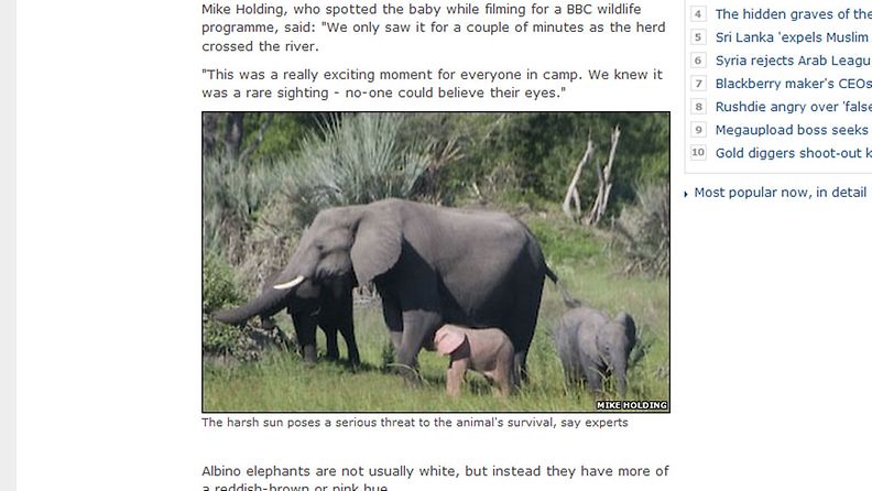 Kuva harvinaisesta vaaleanpunaisesta elefantista. Kuvankaappaus BBC:n sivuilta, kuvaaja Mike Holding. 