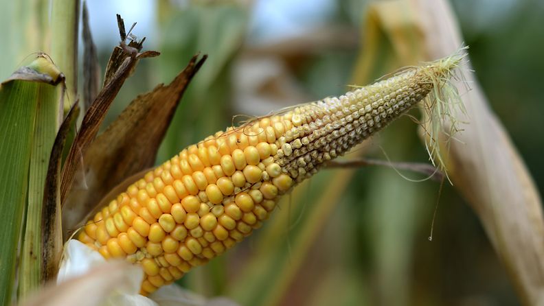 Lämmin sää ja kuivuus on näivettänyt myös viljelyksiä. Kuvassa maissisatoa Georgiassa heinäkuussa.