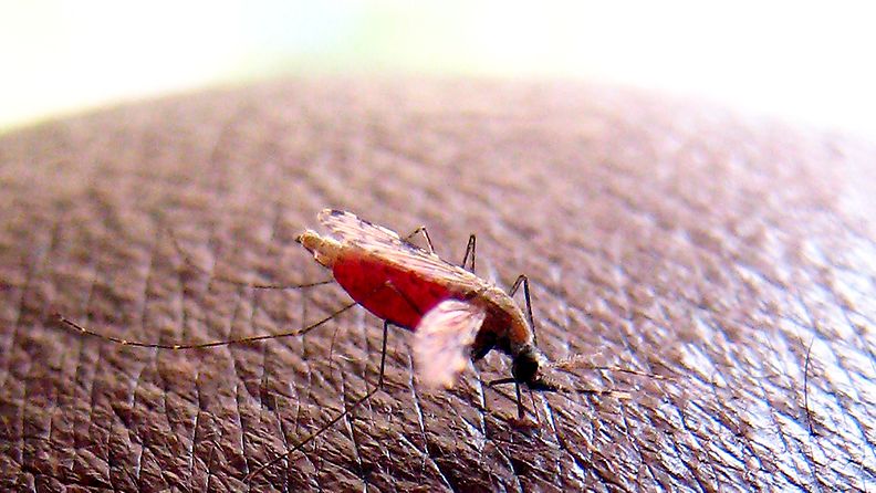 Malarialoista kantava Anopheles gambiae -hyttynen.