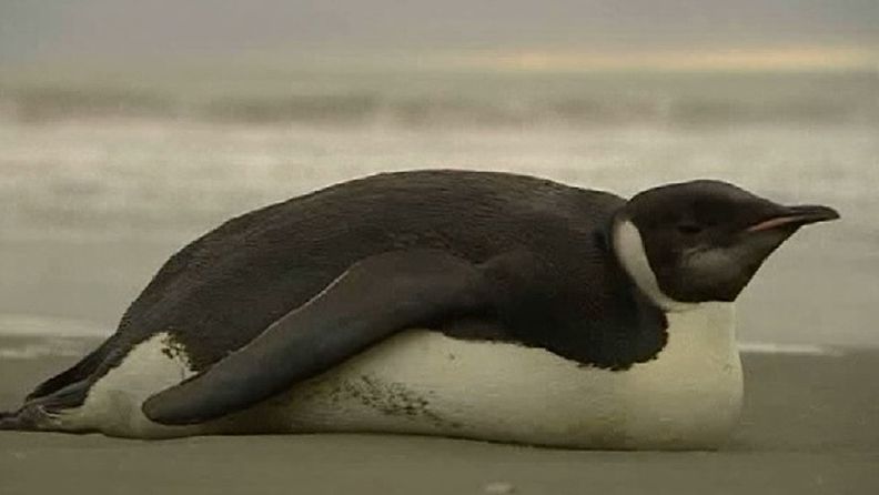 Kuningaspingviini ui 3000 kilometriä Uuden-Seelannin rannikolle.