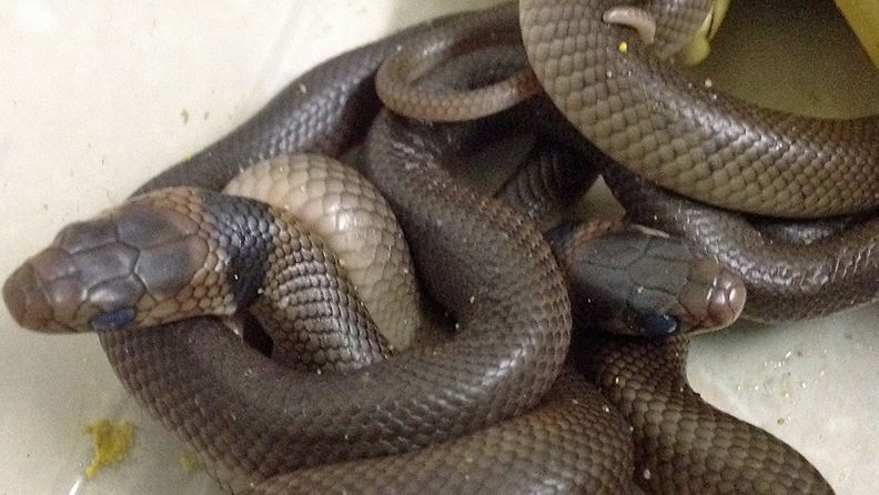 Maailamn myrkyllisimpiin käärmeisiin kuuluvan ruskeakäärmeen poikasia, joita löyderttiin Queenslandista Australiasta.